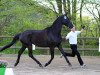 broodmare Inessa It-Girl (Trakehner, 2011, from All Inclusive)