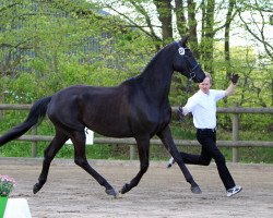 broodmare Inessa It-Girl (Trakehner, 2011, from All Inclusive)