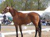 dressage horse Courelle (Trakehner, 2010, from Rheinklang)