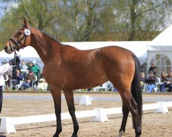 dressage horse Courelle (Trakehner, 2010, from Rheinklang)