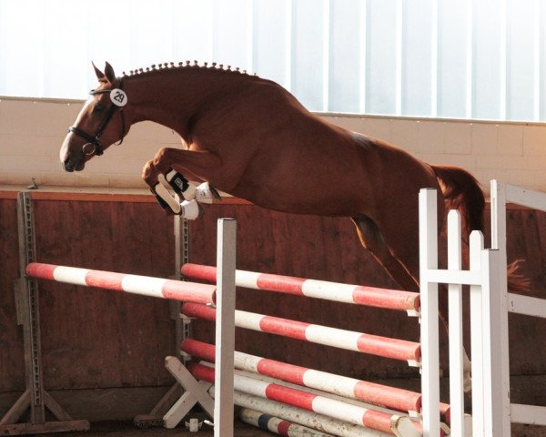 Springpferd Obrigada (Trakehner, 2010, von Sky Dancer)