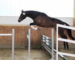 broodmare Tanzmelodie (Trakehner, 2012, from Herbstkönig 2)