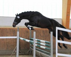 broodmare Intarsia 4 (Trakehner, 2012, from Ovaro)