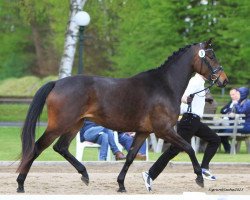 broodmare Hilaria (Trakehner, 2012, from All Inclusive)