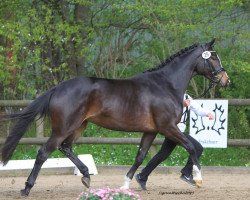 Dressurpferd Infinity D (Trakehner, 2012, von Singolo)