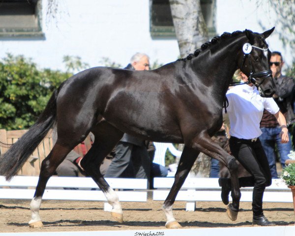 horse It Girl (Trakehner, 2013, from Fly Society xx)