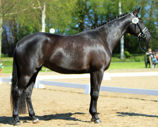 dressage horse Isadora (Trakehner, 2013, from Ovaro)