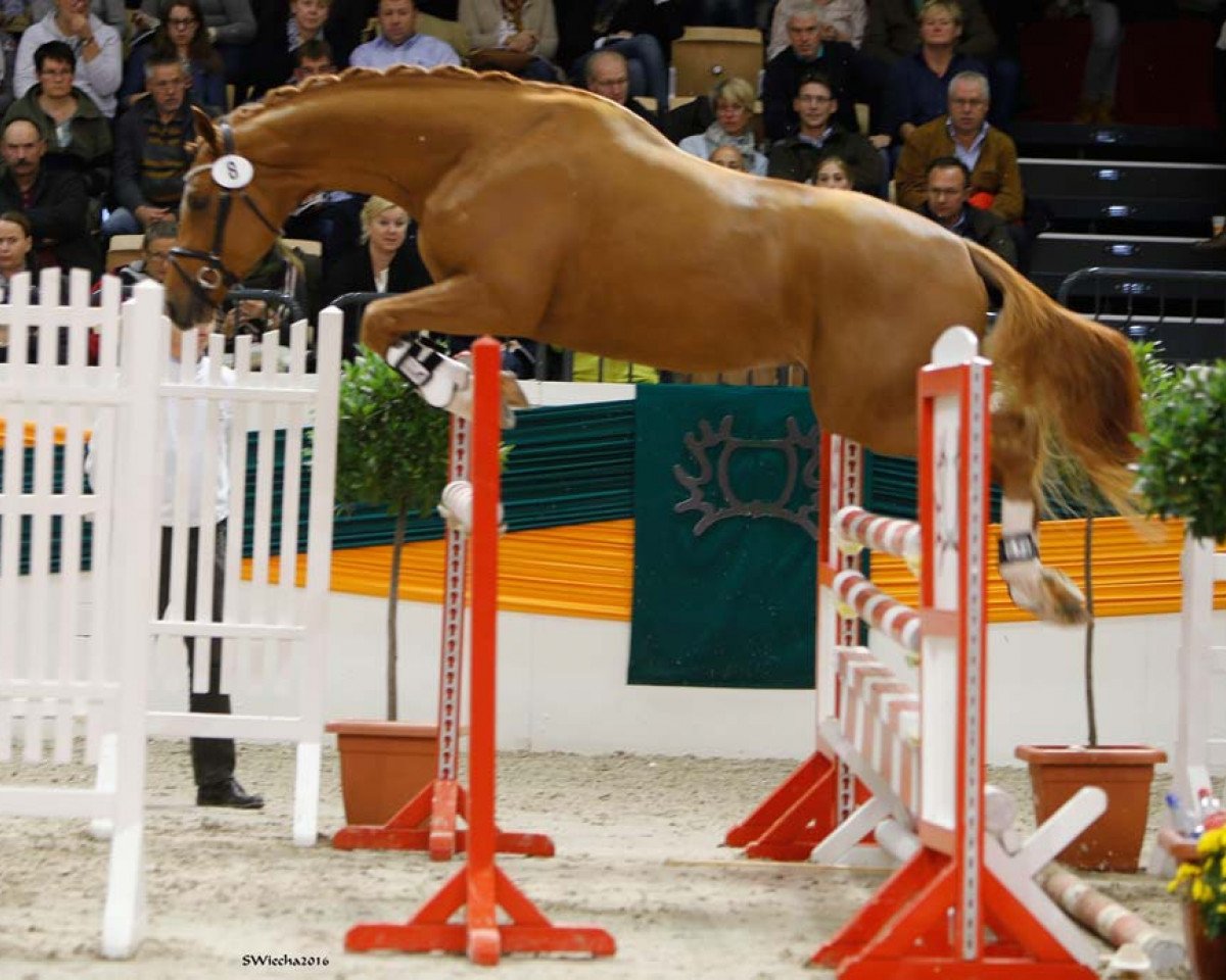 Dressurpferd Deinheart (Trakehner, 2014, von Dürrenmatt (ex Domino))