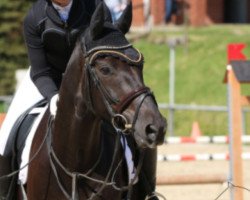 dressage horse Schattentänzer 6 (Hanoverian, 2008, from Sir Donnerhall I)