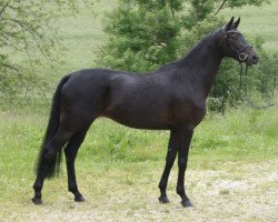 broodmare Donaumagie (Trakehner, 2013, from E.H. Millennium)