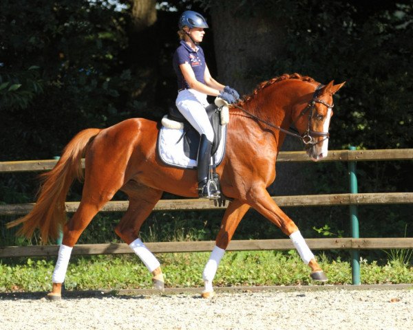 dressage horse Hope and Glory 3 (Trakehner, 2013, from Donaudichter)