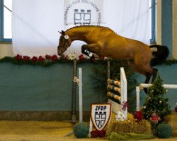 stallion Balous Bonito (Westphalian, 2014, from Balous Bellini)