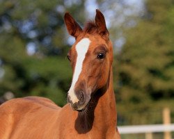 broodmare Haute Couture (Trakehner, 2013, from Banderas)