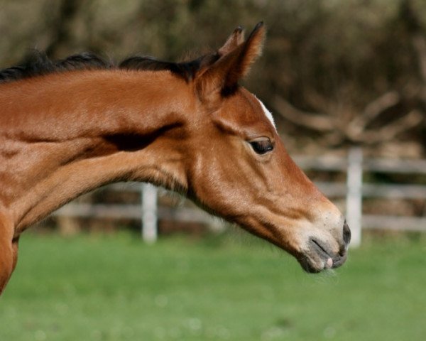 dressage horse Hadass (Trakehner, 2011, from Goldschmidt)