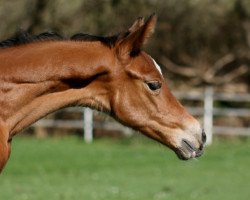 Dressurpferd Hadass (Trakehner, 2011, von Goldschmidt)