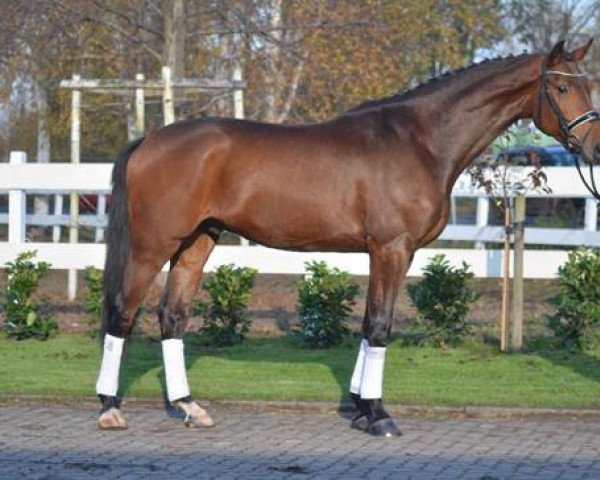 dressage horse Shakespeare 87 (Hanoverian, 2012, from Spörcken)