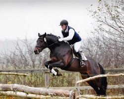 stallion Mescalero (Trakehner, 2008, from Impetus)