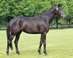 broodmare Inschis Songline (Trakehner, 2009, from Songline)