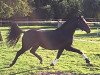 dressage horse Fellini 140 (Württemberger, 2013, from Fürstenball)