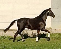 dressage horse Winterwind PUR (Trakehner, 2013, from Herakles TSF)