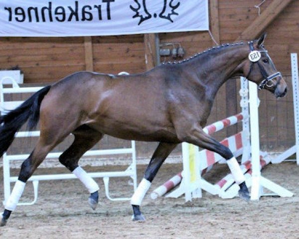 Dressurpferd Zaubersymphonie (Trakehner, 2013, von Tambour)