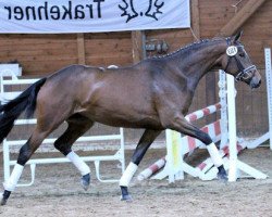 Dressurpferd Zaubersymphonie (Trakehner, 2013, von Tambour)