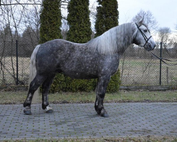 Pferd Nergal (Polnisches Warmblut, 2011)