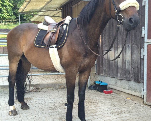 horse Cromwell 28 (Hanoverian, 2002, from Condor M)