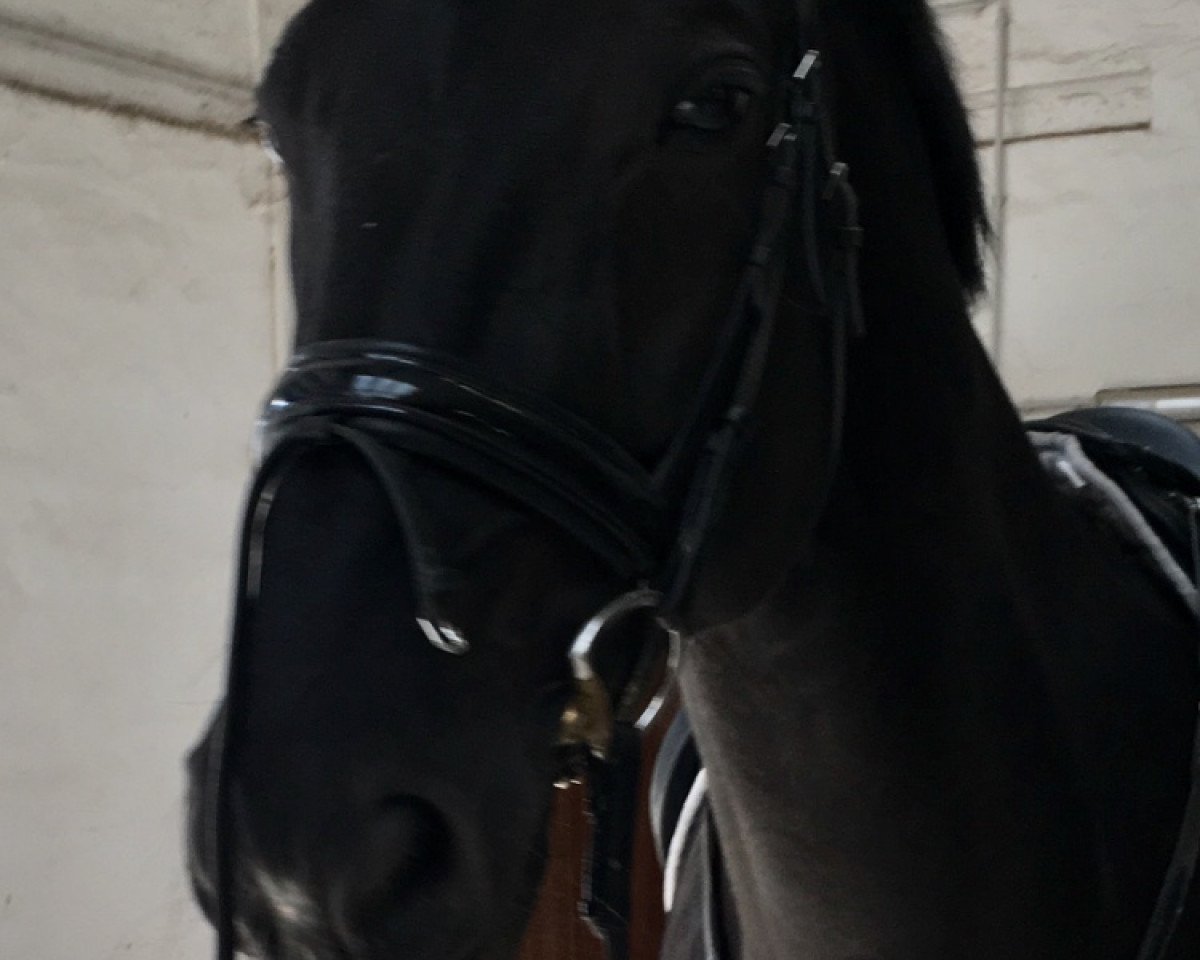 dressage horse Up To Date (KWPN (Royal Dutch Sporthorse), 2001, from Polansky)
