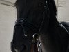 dressage horse Up To Date (KWPN (Royal Dutch Sporthorse), 2001, from Polansky)