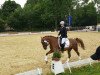 dressage horse Dark Red and Crazy (German Riding Pony, 2005, from Don Giovanni WS)