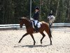 dressage horse Induna van het Goorhof (anglo european sporthorse, 2008, from Travolta)