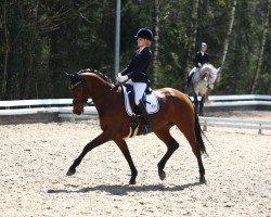 dressage horse Induna van het Goorhof (anglo european sporthorse, 2008, from Travolta)