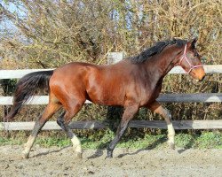 jumper Just do it (KWPN (Royal Dutch Sporthorse), 2014, from VDL Harley)