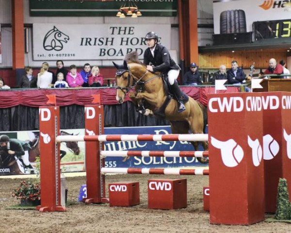 Springpferd Carnoneybridge Challenger (Irish Sport Horse, 2008, von Hermes de Reve)