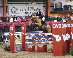 jumper Carnoneybridge Challenger (Irish Sport Horse, 2008, from Hermes de Reve)