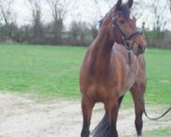 broodmare Anna po Panna (Holsteiner, 2002, from Aljano)