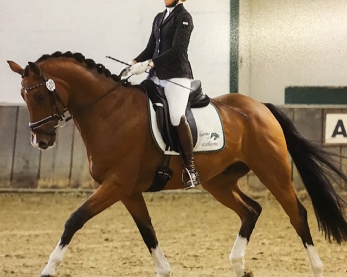 dressage horse Forrest von Velen (Hanoverian, 2010, from Fuechtels Floriscount OLD)