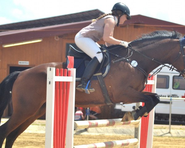 jumper Remy 23 (Hanoverian, 2001, from Raphael)