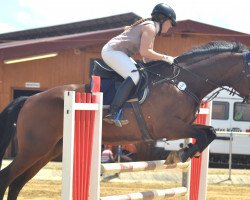 jumper Remy 23 (Hanoverian, 2001, from Raphael)