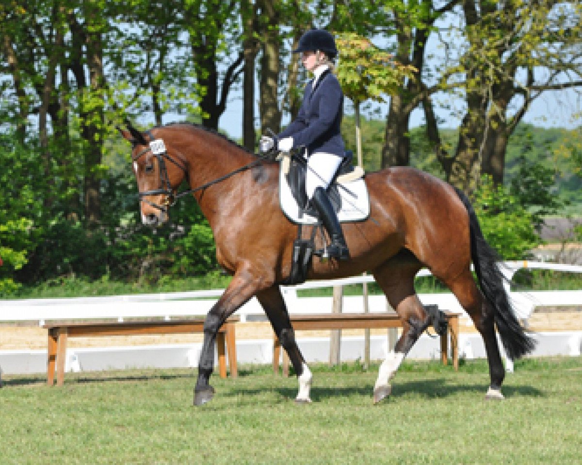 dressage horse Shampagna (Oldenburg, 2010, from Imperio 3)