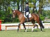 dressage horse Shampagna (Oldenburg, 2010, from Imperio 3)