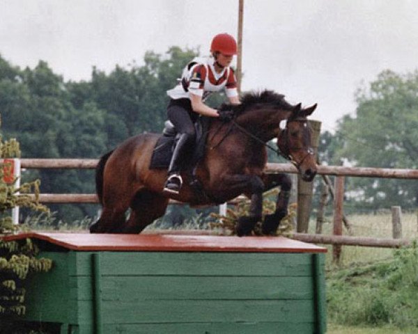 horse Söderhof's Bugatti (Trakehner, 1996, from Fontainbleau)