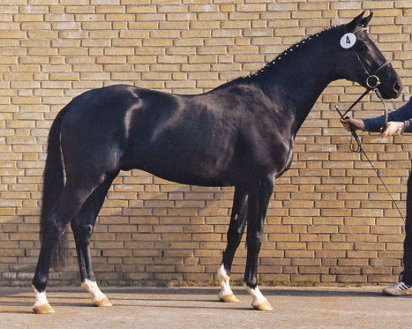 stallion Bertone (Trakehner, 1991, from Kostolany)
