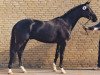 stallion Bertone (Trakehner, 1991, from Kostolany)