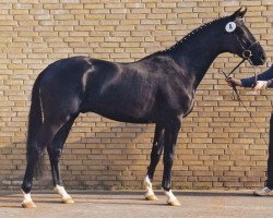 Deckhengst Bertone (Trakehner, 1991, von Kostolany)