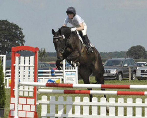 horse Söderhof's Löwenzahn (Trakehner, 2003, from Bulrush xx)