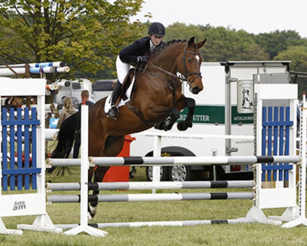 jumper Soederhofs Charming Rocket (German Warmblood, 0000, from Charming Boy 38)