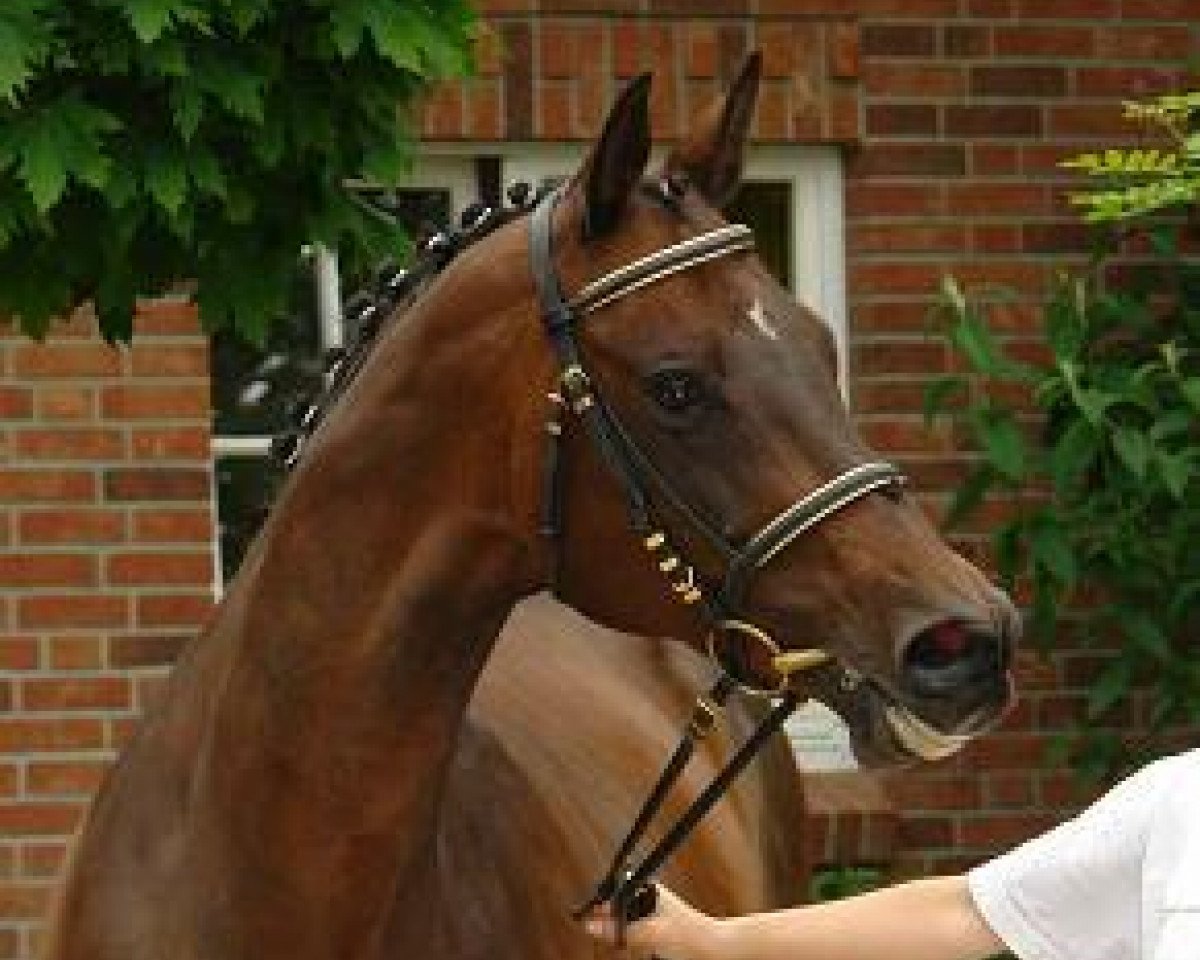 broodmare Berceuse II (Trakehner, 1992, from Caprimond)