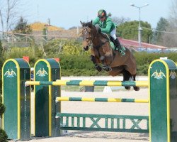 jumper Antonio (KWPN (Royal Dutch Sporthorse), 2005, from Oklund)